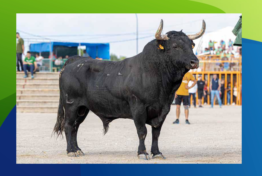 XX Congreso Toro con Cuerda 2 1