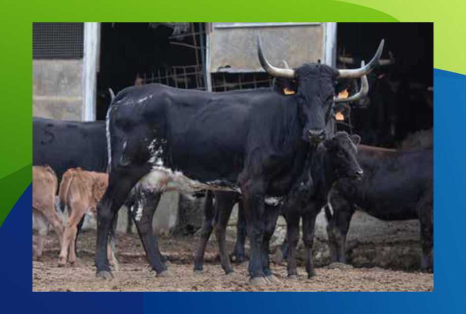 XX Congreso Toro con Cuerda 11 10