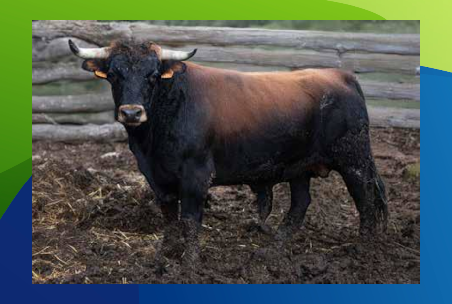 XX Congreso Toro con Cuerda 13 12