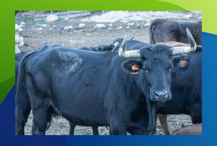 XX Congreso Toro con Cuerda 14 13