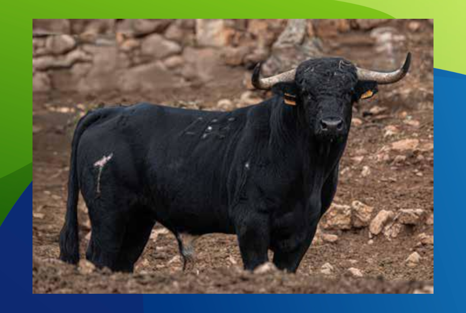 XX Congreso Toro con Cuerda 15 14