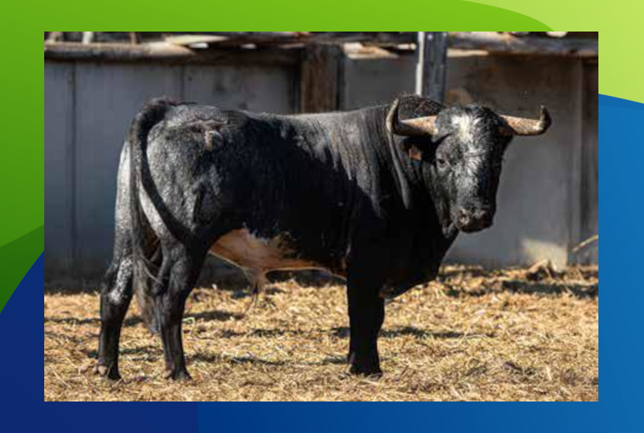 XX Congreso Toro con Cuerda 16 15