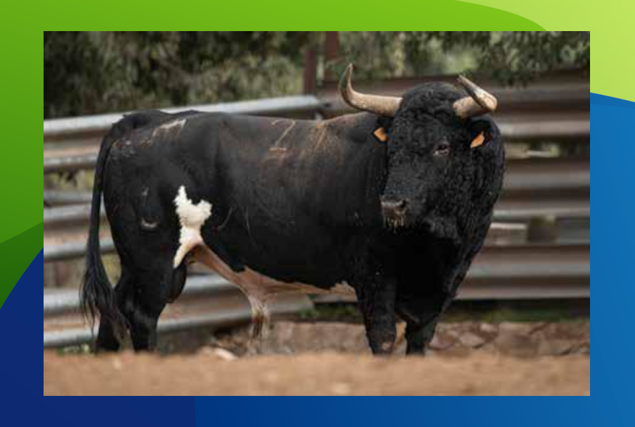 XX Congreso Toro con Cuerda 17 16