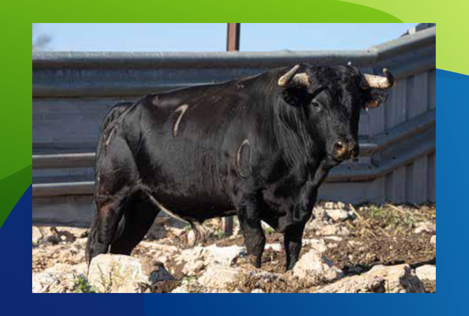 XX Congreso Toro con Cuerda 18 17