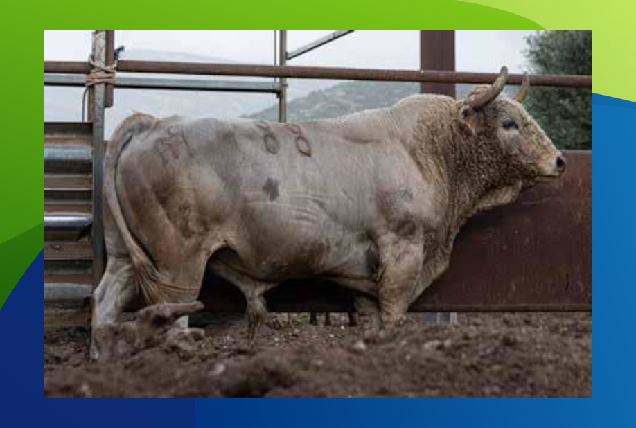 XX Congreso Toro con Cuerda 19 18