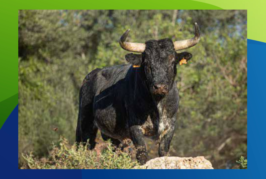 XX Congreso Toro con Cuerda 20 19