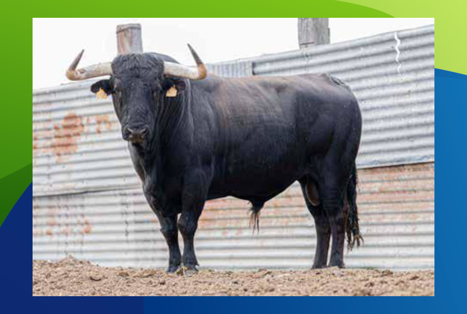 XX Congreso Toro con Cuerda 3 2