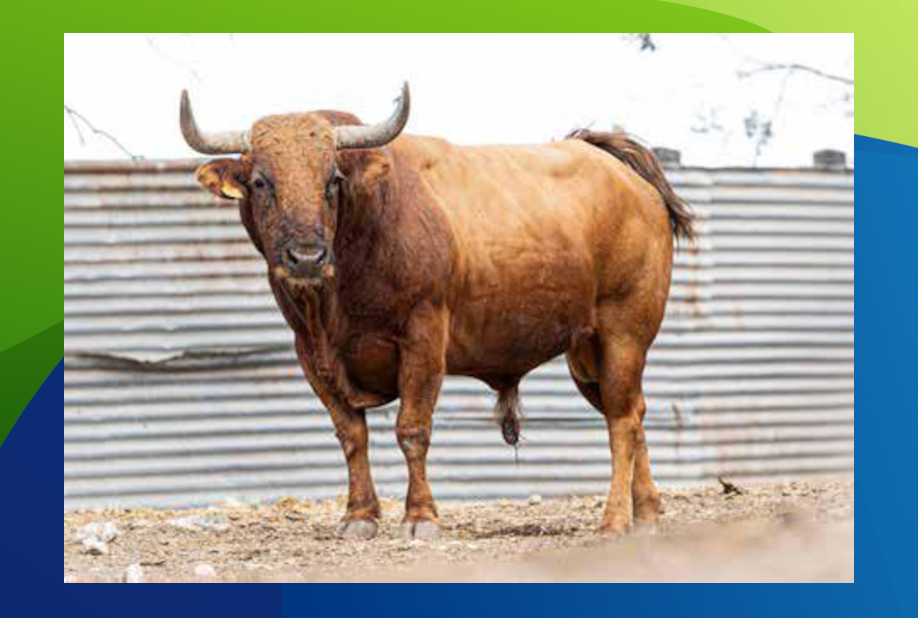 XX Congreso Toro con Cuerda 4 3