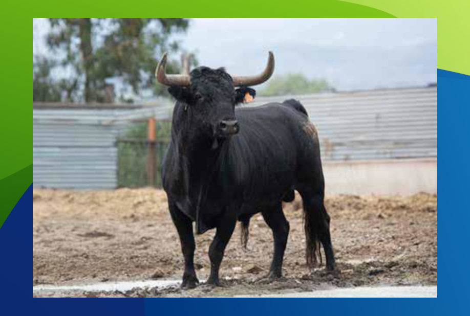 XX Congreso Toro con Cuerda 6 5