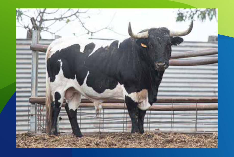 XX Congreso Toro con Cuerda 7 6