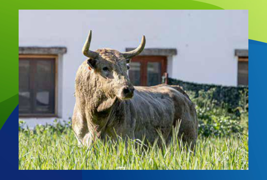 XX Congreso Toro con Cuerda 8 7