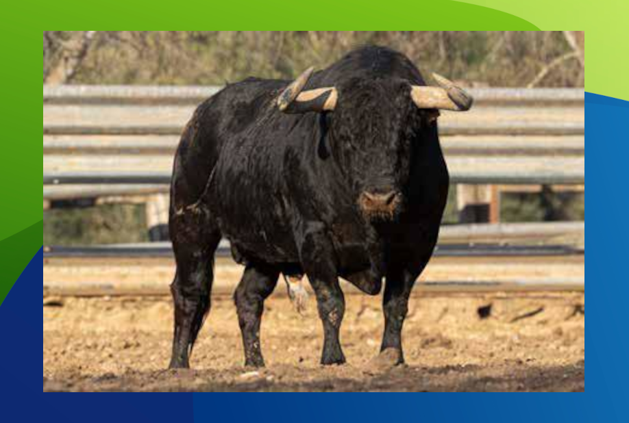 XX Congreso Toro con Cuerda 9 8