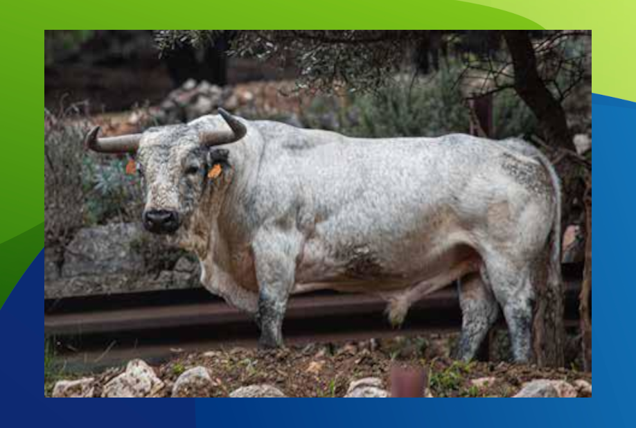 XX Congreso Toro con Cuerda 10 9